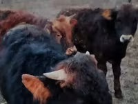 Bulle, Swiss cattle — Foto 2
