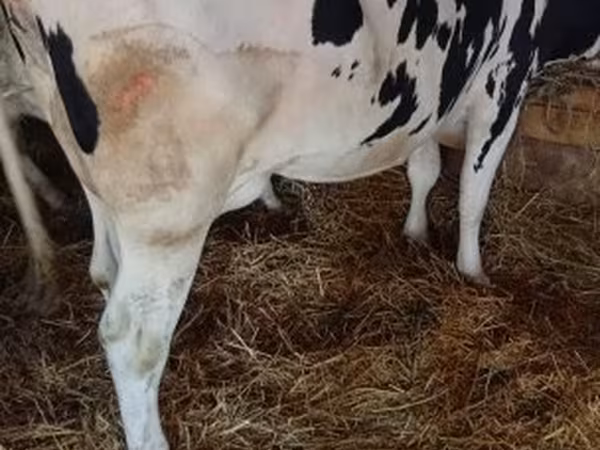Tehén, Russian Black pied cattle — Magyarország