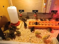 Quails — 3-сурет