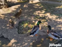 Ducks — Foto 5