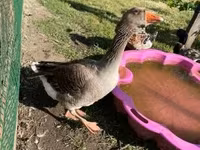 Geese — Foto 3