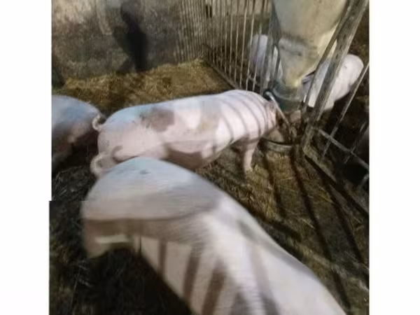 Süldőanya, Sertések — Magyarország
