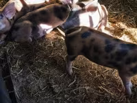 Schweine (Partie, Geschlecht nicht angegeben), Schweine — Foto 2