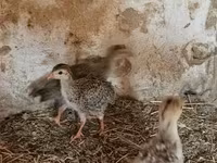 Guinea fowl — 照片 1