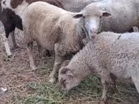 Oveja, Merino sheep — foto 2