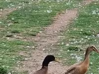 Indian Runner — foto 6