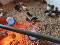 Chickens — الصورة 1