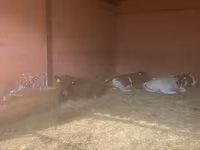 Tehén, Yaroslavl cattle — 7. fotó
