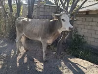 Kuh, Simmental cattle — Foto 7