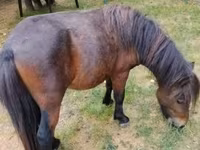 Hing, Shetland Pony — 1. fotó