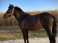 公马, Horses — 照片 2