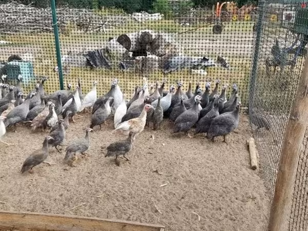 Guinea fowl