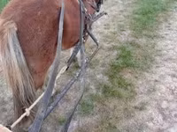 घोड़ा, Shetland Pony — फ़ोटो 4