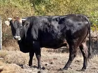 Vaca, Raza carpatiana marrón — foto 3