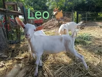 बकरा, बकरियाँ — फ़ोटो 7