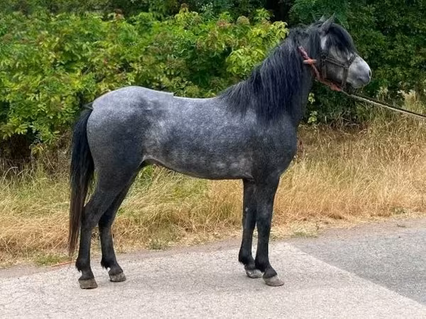 Caballo, Hungarian horse breed — Hungría
