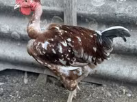 Chickens — الصورة 1