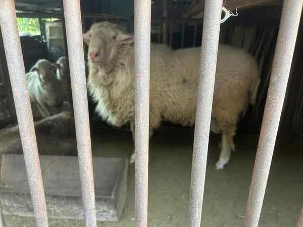 公羊, Sheep