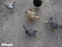 Chickens — 照片 2