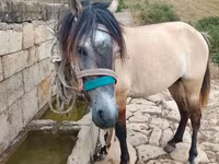 Cheval, Alter Real — photo 2