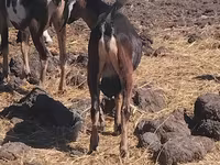 Bak, Kecskék — 1. fotó