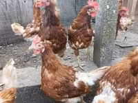 Chickens — foto 2