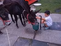 母马, Horses — 照片 1