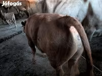 ثور, الماشية — الصورة 4