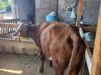 Cow, Latvian Blue cattle — photo 2