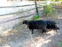 Oveja, Racka sheep — foto 1