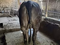 Vaca, Brahman — foto 1