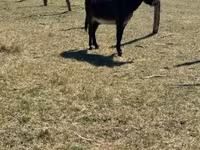 घोड़ा, Kerry Bog Pony — फ़ोटो 2