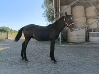 घोड़ा, Nonius horse — फ़ोटो 2