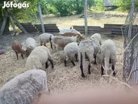 Schafe (Partie, Geschlecht nicht angegeben), Cameroon sheep — Foto 2