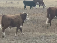 Toro, Latvian Blue cattle — foto 3