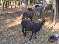 Sheep, Tsigai sheep — photo 1