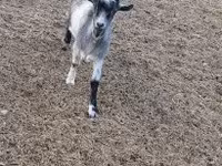 Ziegenbock, Saanen goat — Foto 1