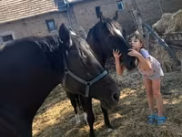 Hing, Nonius horse — 5. fotó