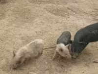 母猪, Pigs — 照片 3