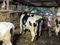 सांड, गोलस्टीन नस्ल — फ़ोटो 6