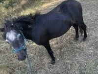 公马, Horses — 照片 1