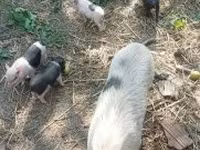 Schweine (Partie, Geschlecht nicht angegeben), Вьетнамская вислобрюхая — Foto 1