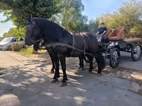 母马, Friesian — 照片 6