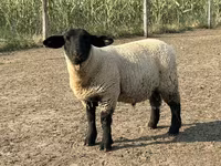 公羊, White Suffolk sheep — 照片 2