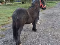 Caballo, Caballos — foto 5