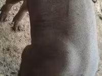 公猪 — 照片 1