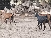 Cabra, Cabras — foto 3