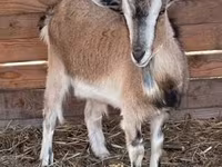 母山羊, West African dwarf goats — 照片 3