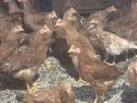 Chickens — الصورة 5