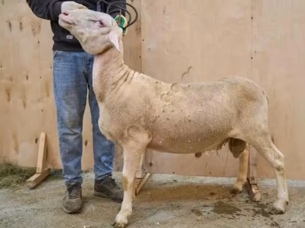 Qoç, Lacaune sheep